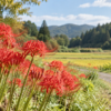 初秋の里山と田んぼのそばに咲く赤い彼岸花