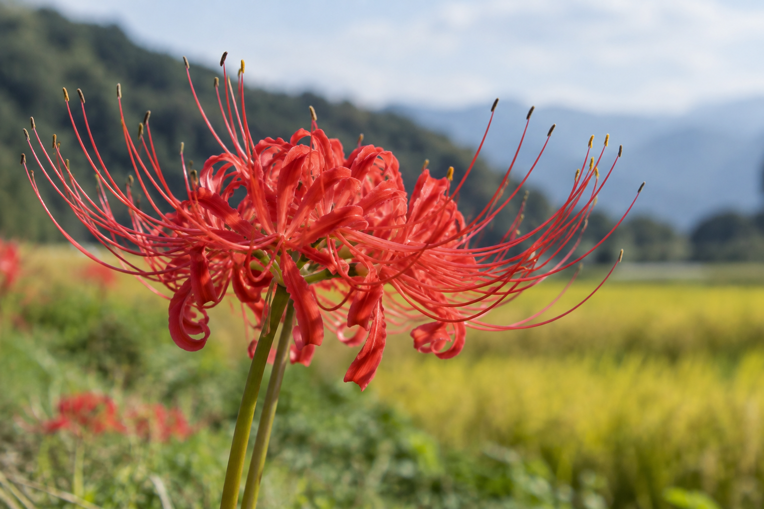 赤い彼岸花の花びらと長い雄しべ