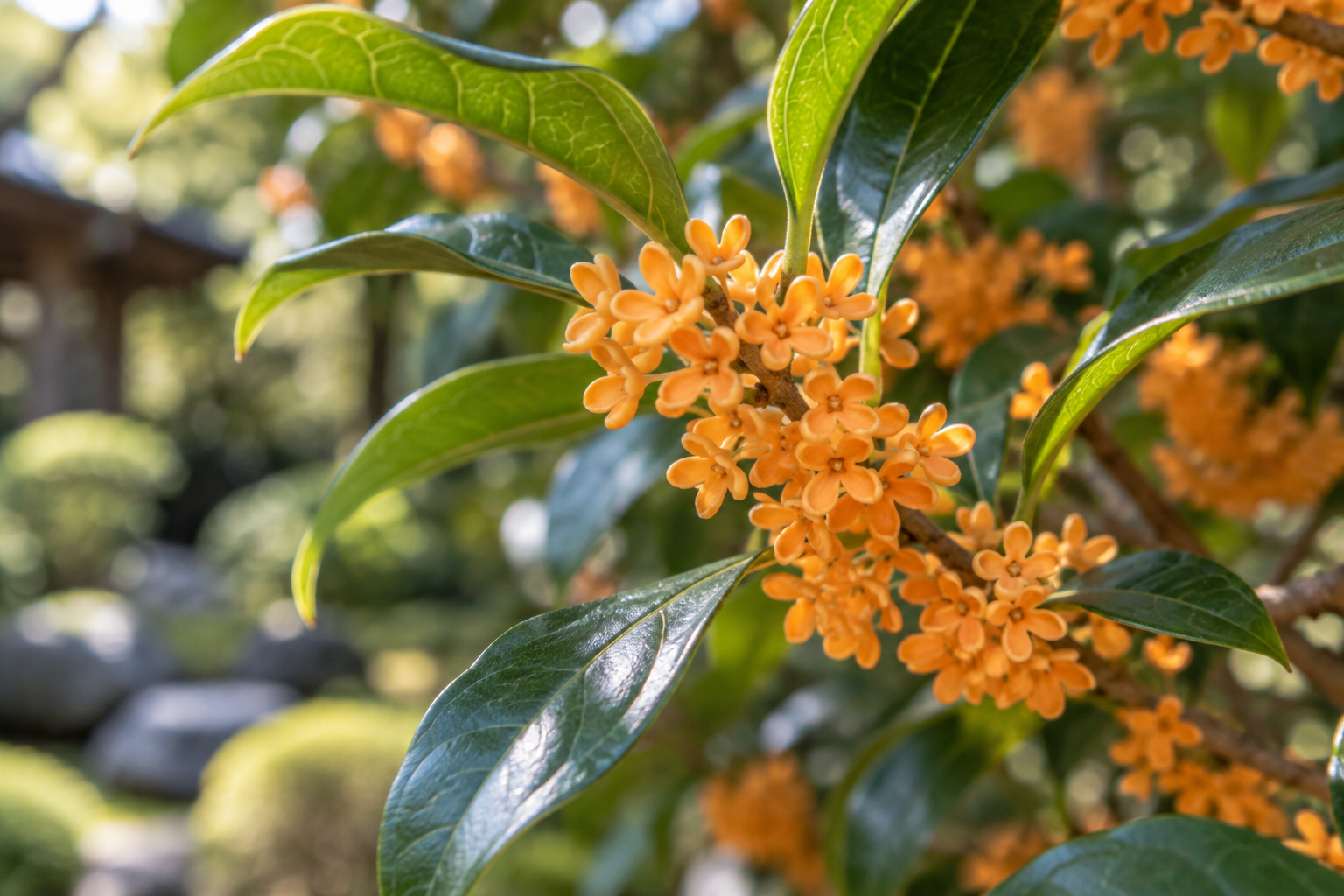 緑の葉の間に小さなオレンジ色の花をたくさん咲かせた金木犀