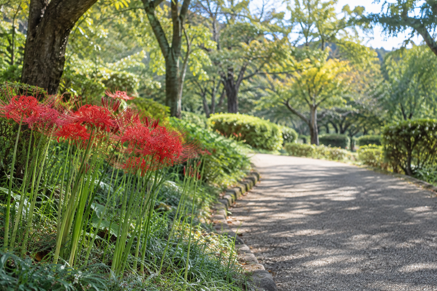 公園の小道沿いに咲く彼岸花