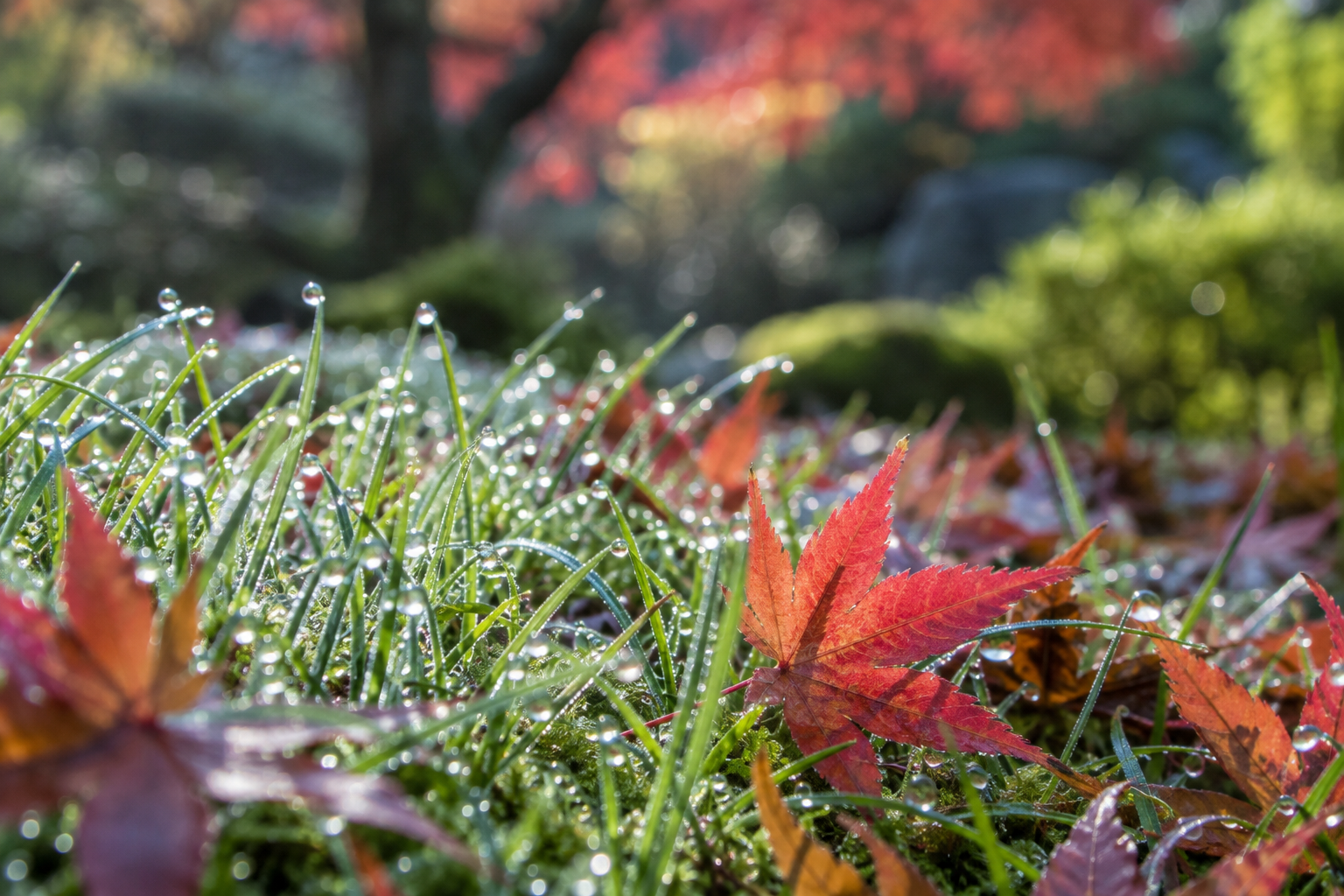 秋の草と紅葉に朝露が付いた様子