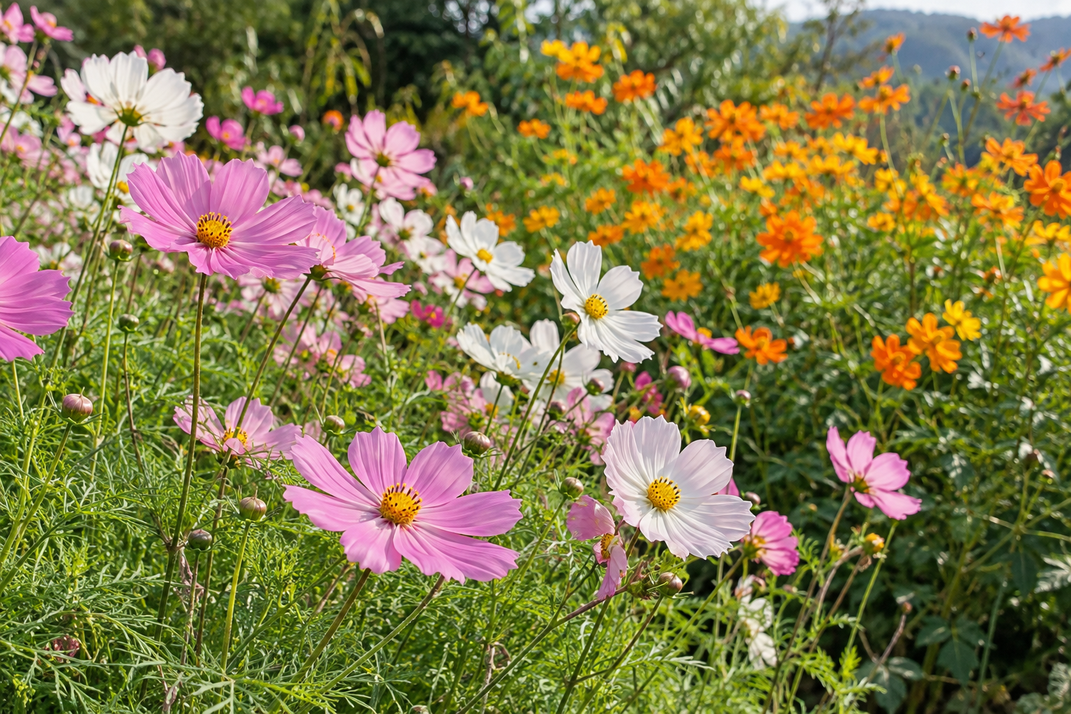 ピンクと白のコスモスとオレンジ色のキバナコスモスが咲く花壇