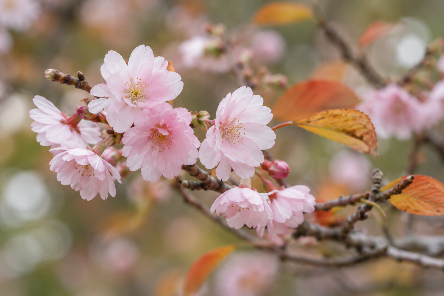淡いピンクの半八重の十月桜を写した接写